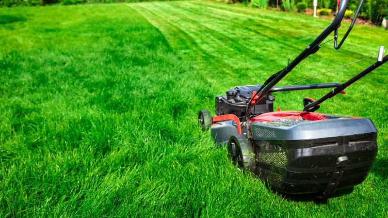 8 Essential Lawn Care Tips for Different Grass Types